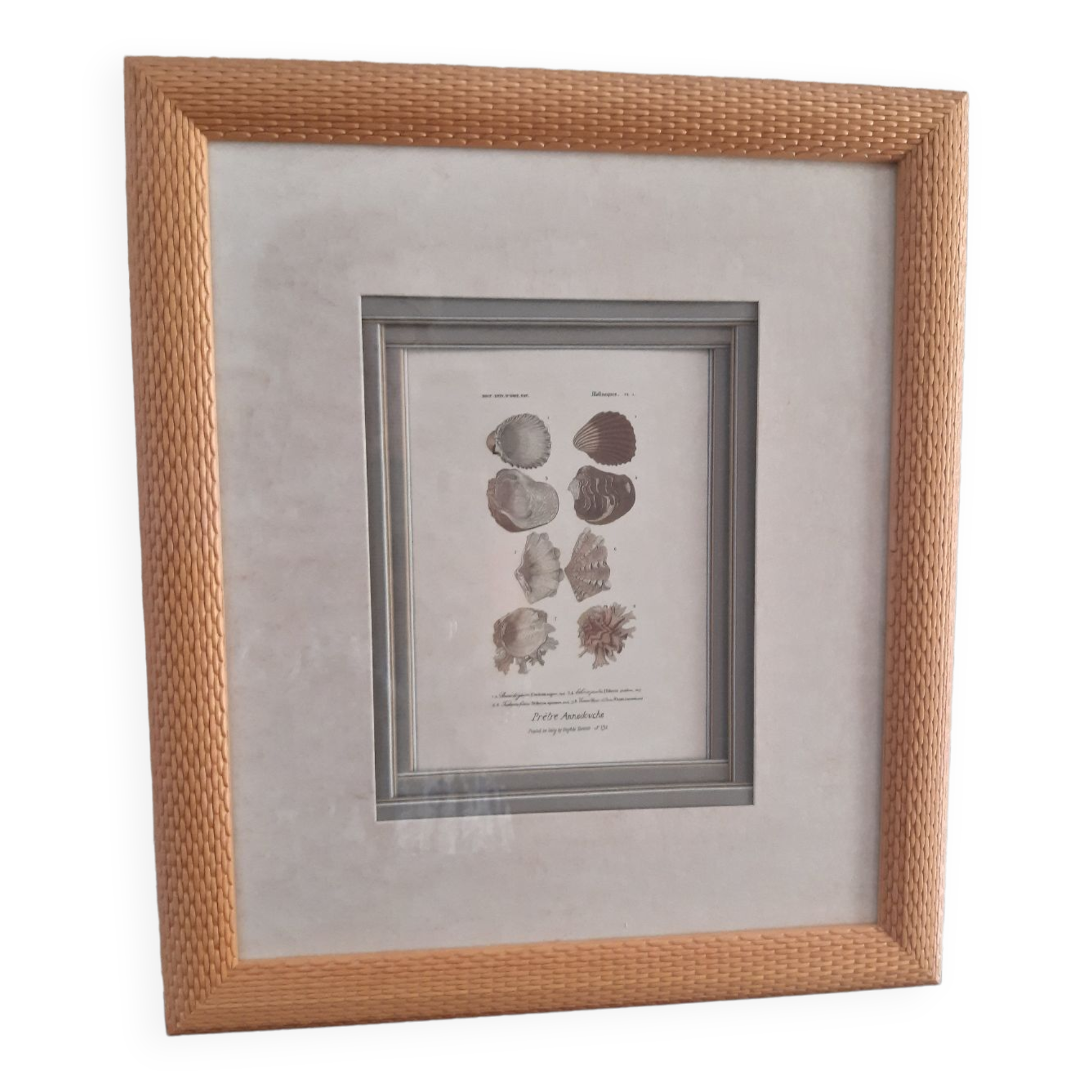 Framed antique engraving "shells"