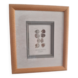 Antique framed engraving "shells"