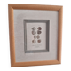 Framed antique engraving "shells"