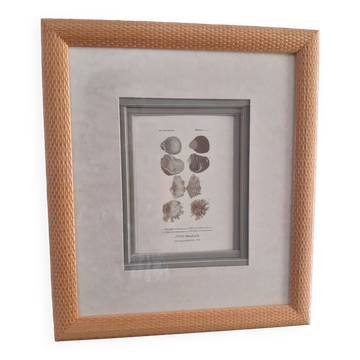 Framed antique engraving "shells"