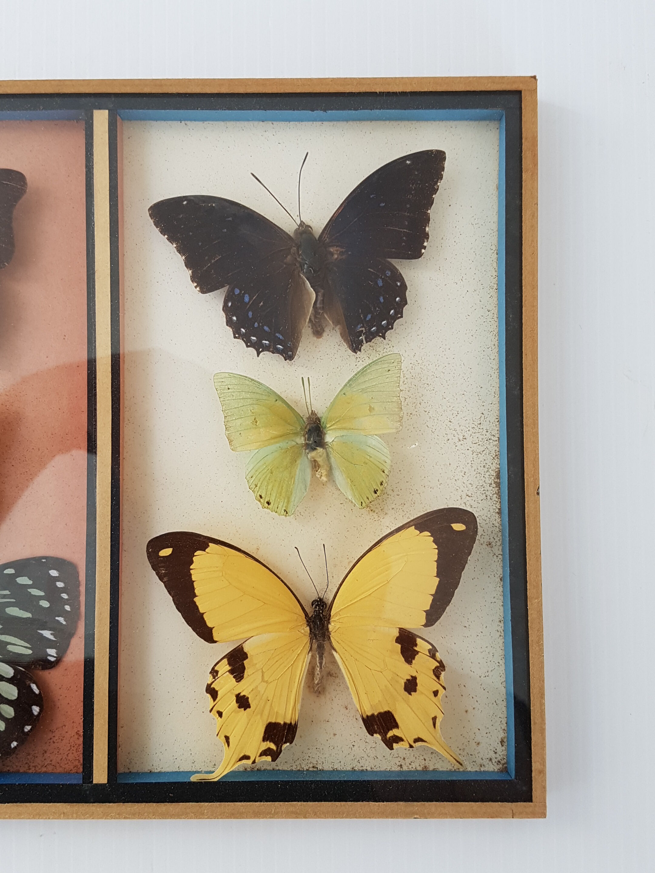 Frame mounted butterflies
