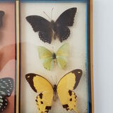 Frame mounted butterflies