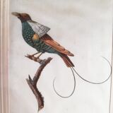 Bird setting