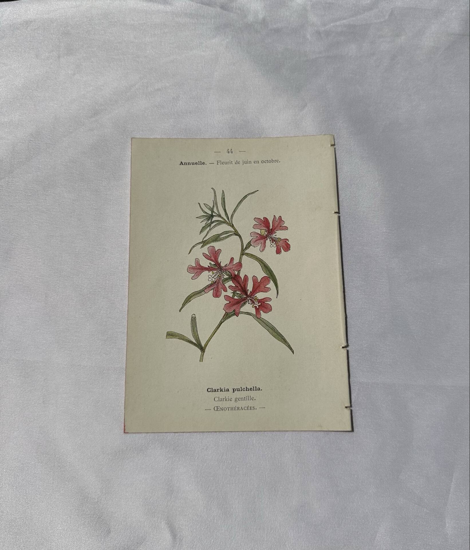 🌿 Botanical Plate Old Naturalist Engraving 19th Century Double-Sided