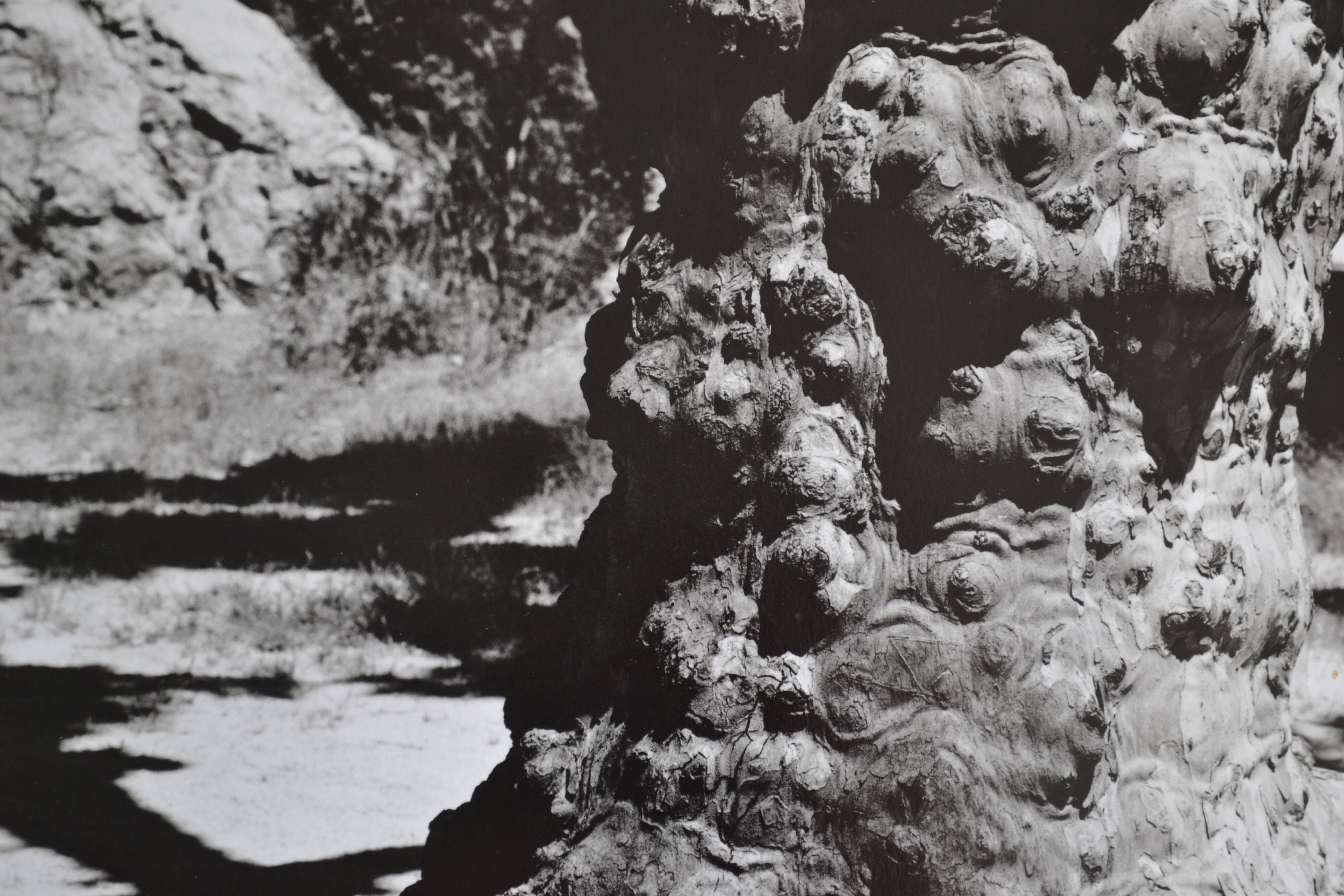 Anonymous silver photo tree circa 1970