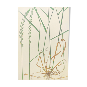 Planche botanique vintage de 1978 - Chiendent - Gravure de plante