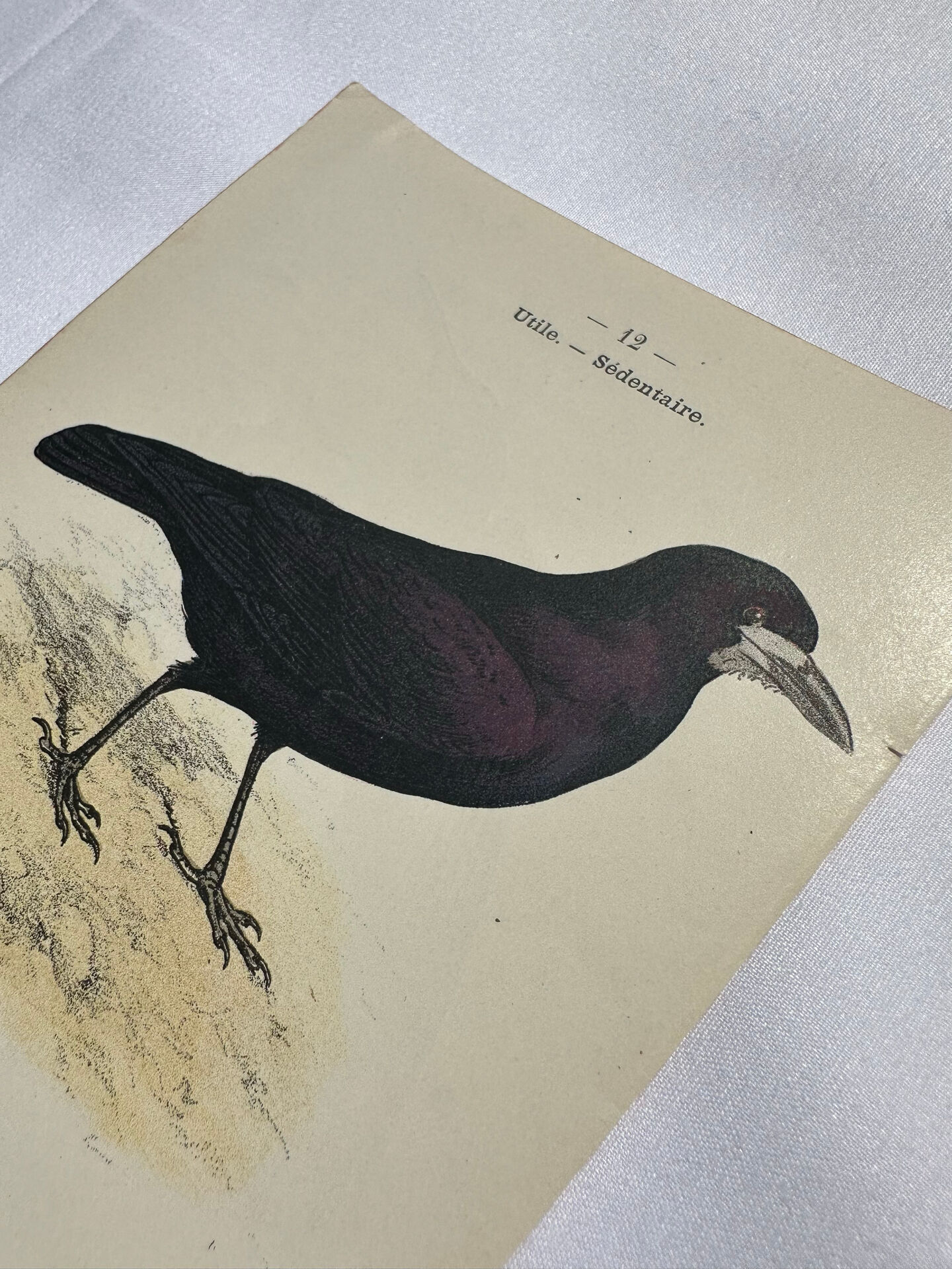 Planche Botanique Gravure oiseaux naturaliste  19eme recto verso  A