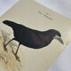Planche Botanique Gravure oiseaux naturaliste  19eme recto verso  A