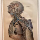 Old Print Engraving Lithograph Anatomy XIX Framed BOURGERY Lemercier