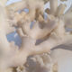Ancient coral