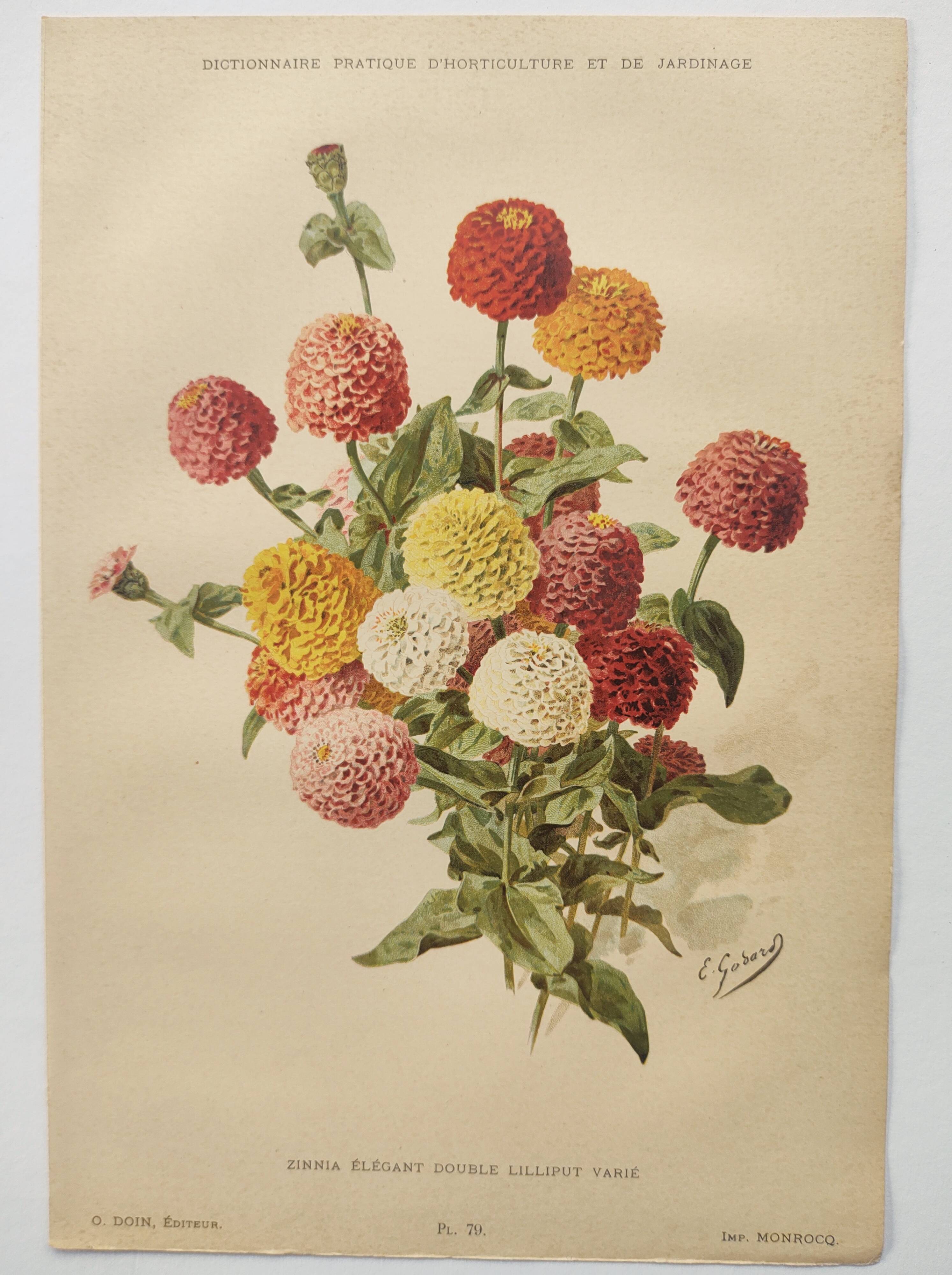 Botanical engraving from 1897 - Zinnia elegant Double Lilliput Varié - Original plate, Lithograph