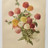 Botanical engraving from 1897 - Zinnia elegant Double Lilliput Varié - Original plate, Lithograph