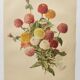 Botanical engraving from 1897 - Zinnia elegant Double Lilliput Varié - Original plate, Lithograph