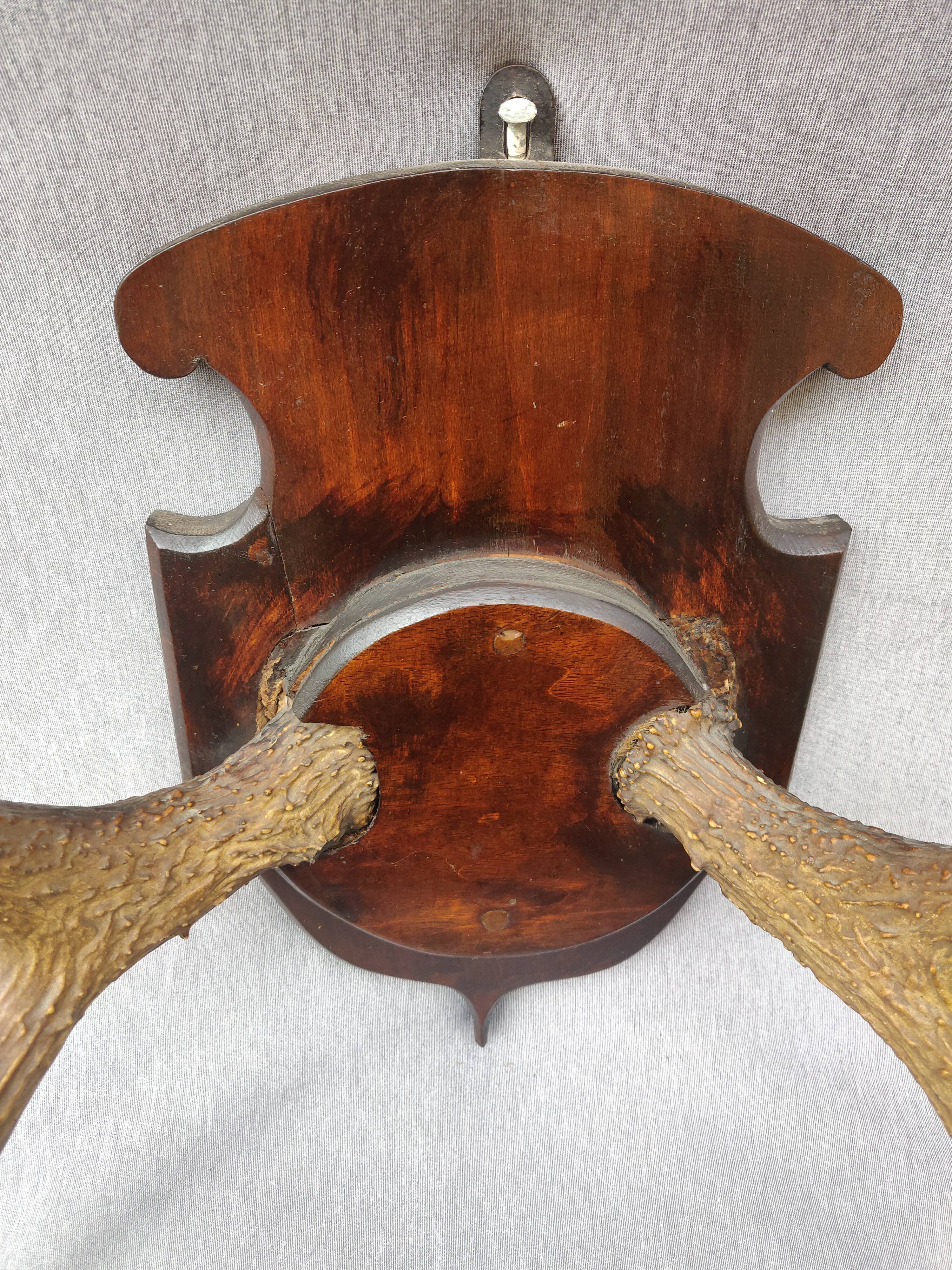 Hunting trophy chevreuil horns