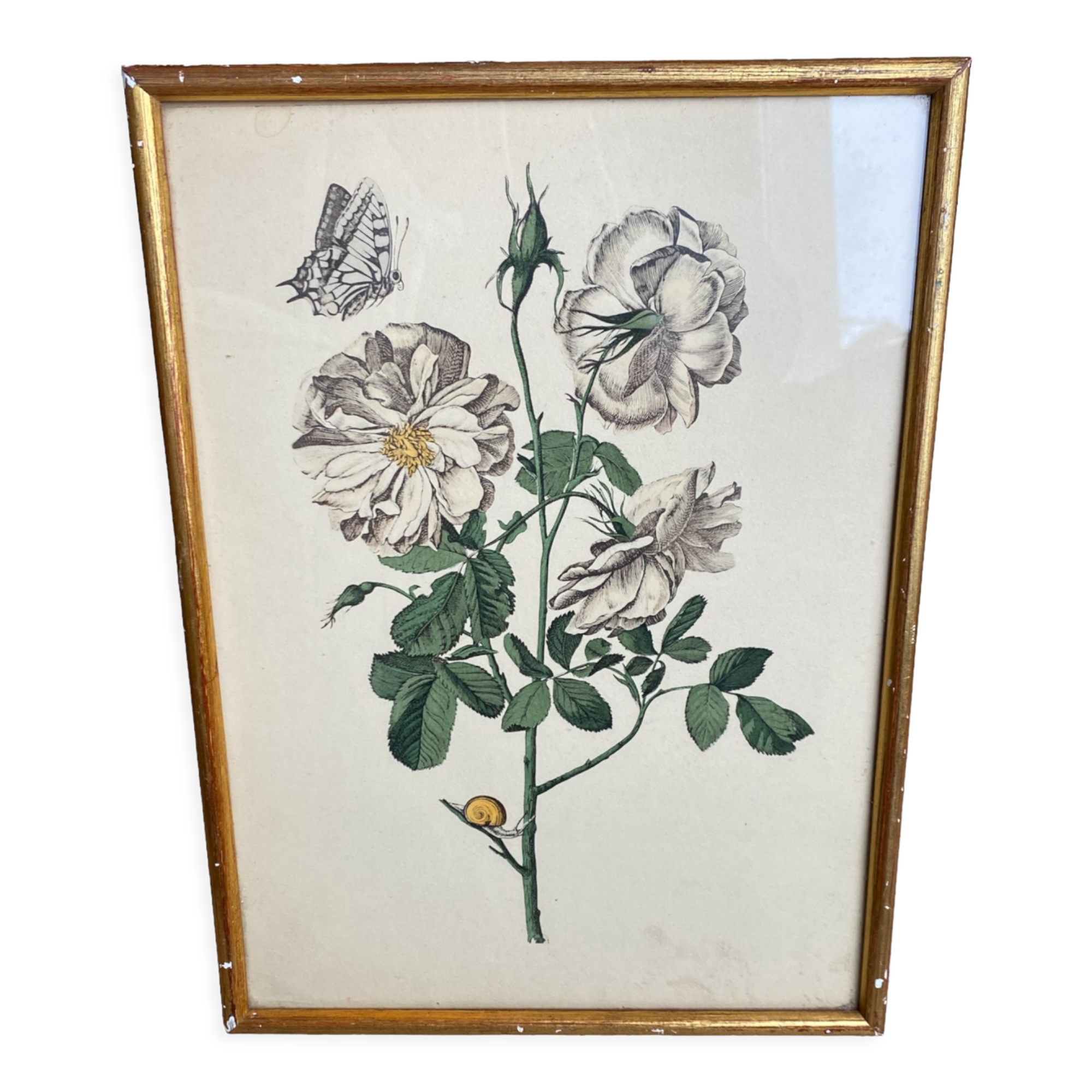 Engraving rose flower gilded frame
