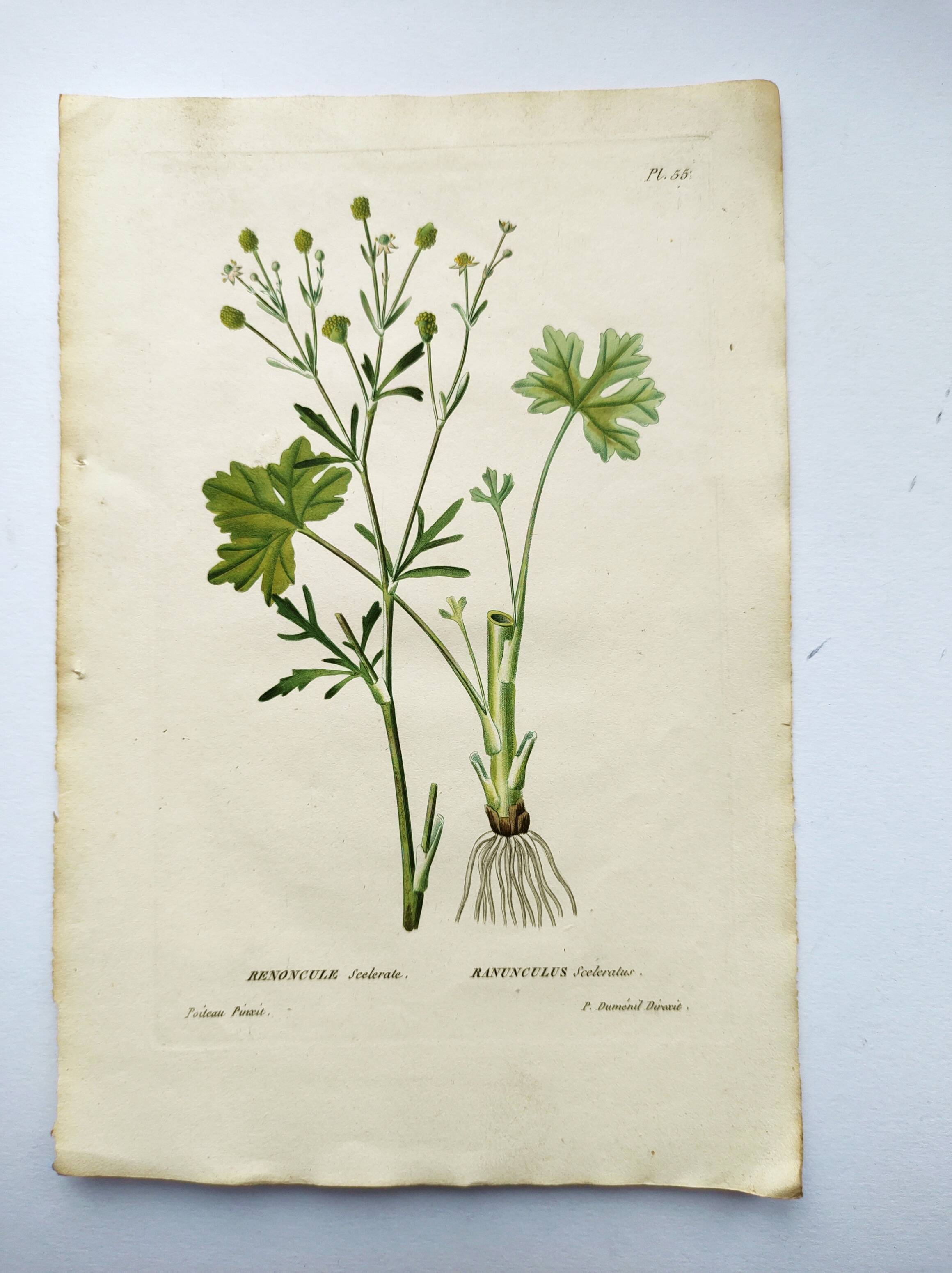 Antique flower engraving from 1829 - Ranunculus Scerelate - By P.A Poiteau.