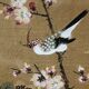 Silk painting, perched bird, China, early 20th century.