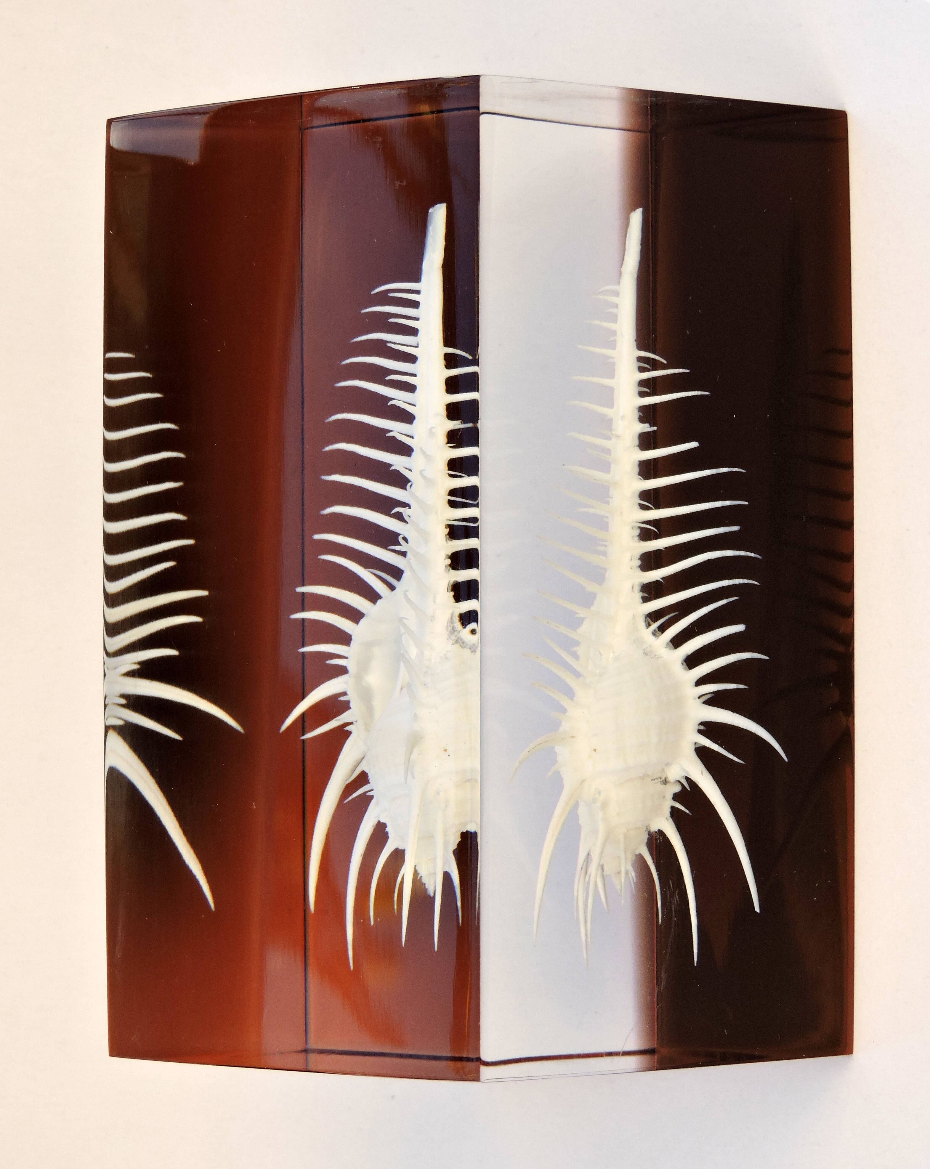 INCLUSION Vintage RESIN SHELL MUREX curiosity cabinet