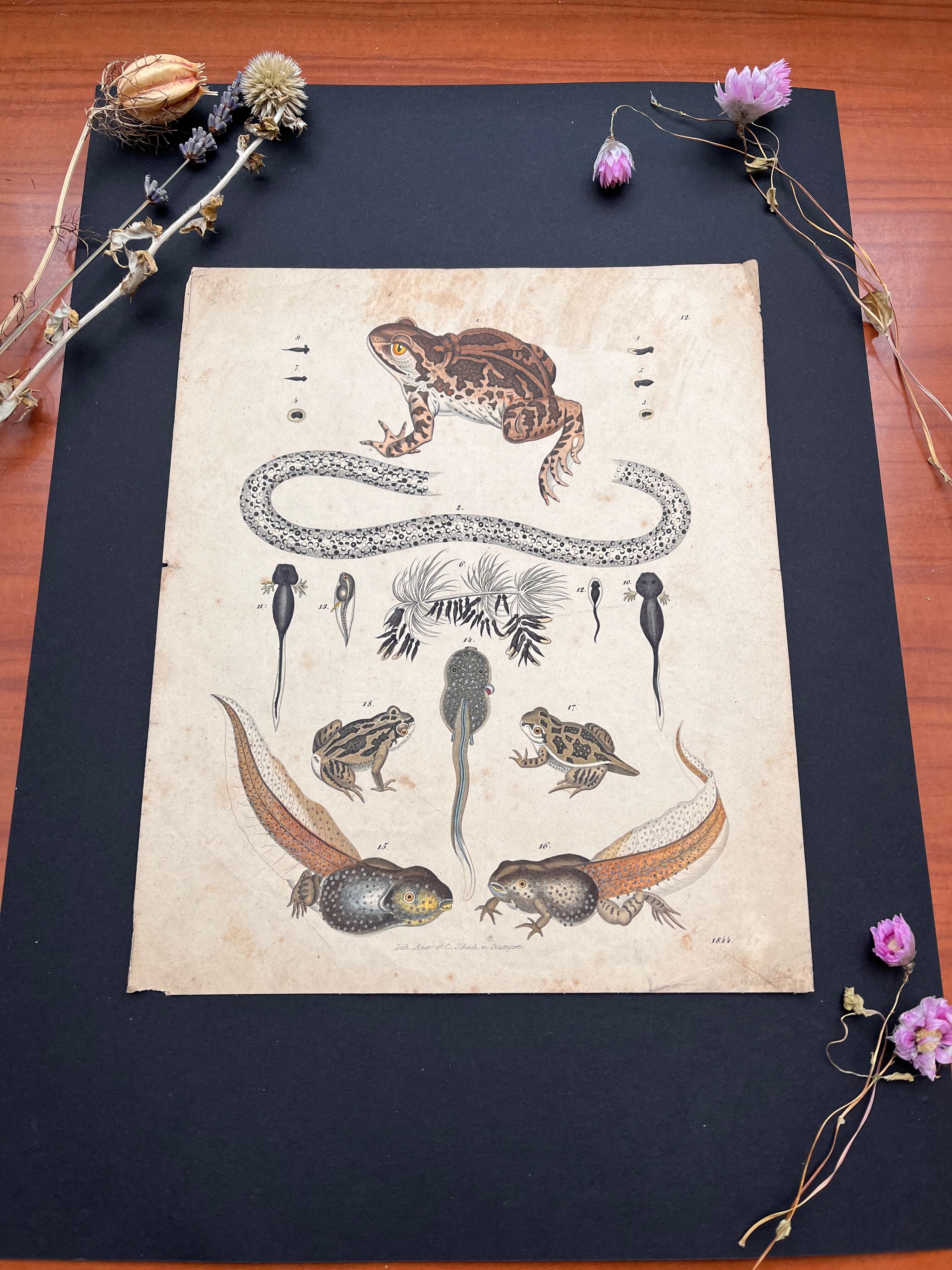 Amphibian poster (lithograph)