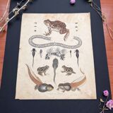 Amphibian poster (lithograph)