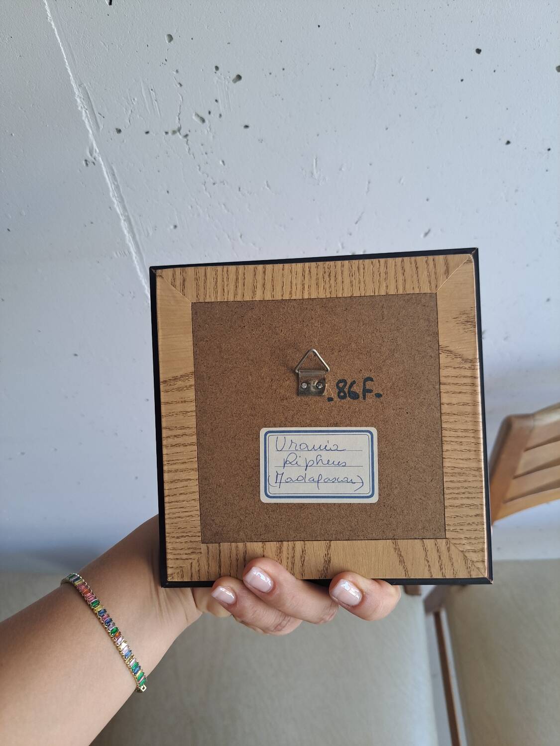 Vintage naturalized butterfly frame