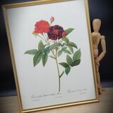 Lithograph under frame Rosier Van Eeden