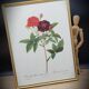 Lithograph under frame Rosier Van Eeden