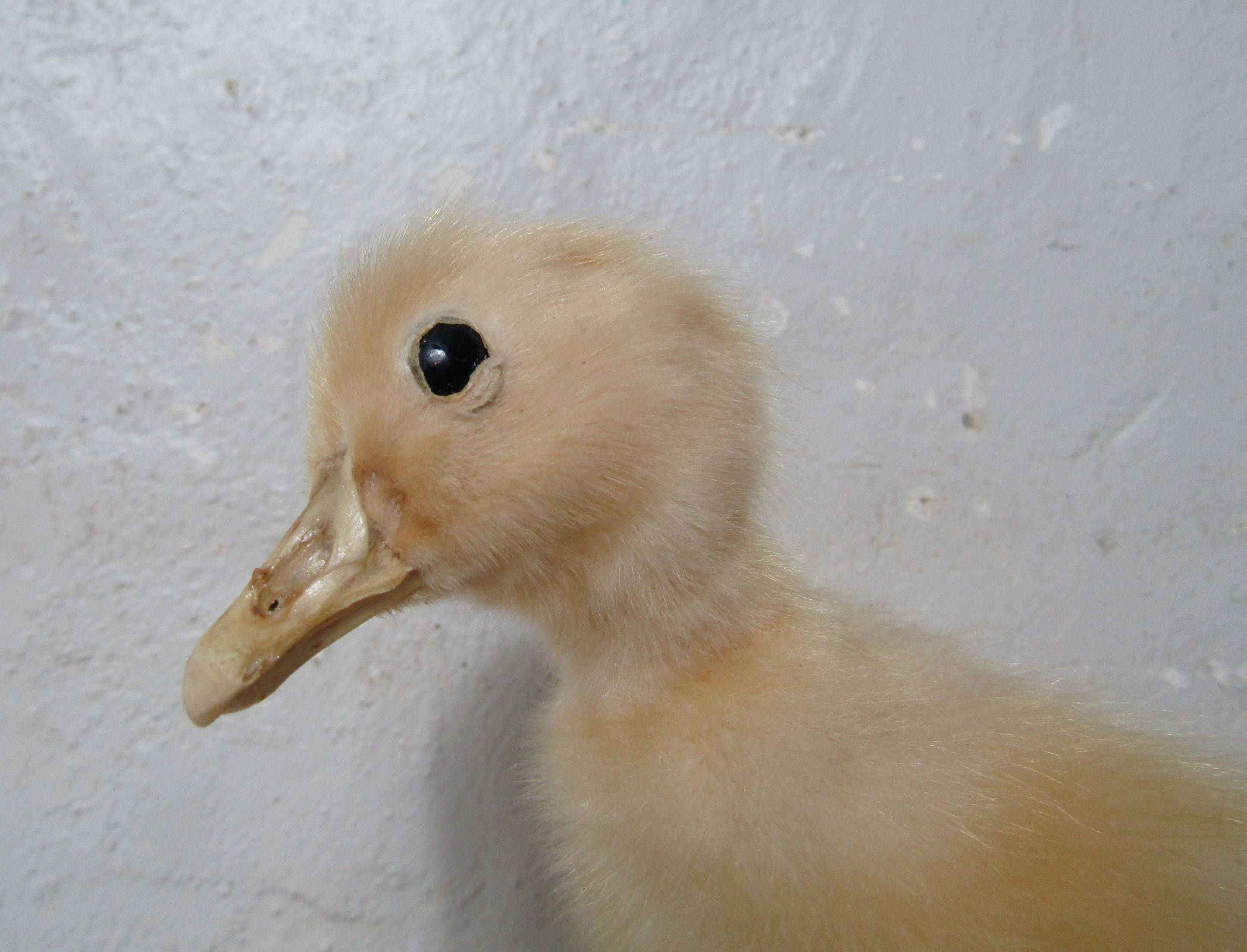 Taxidermy duckling