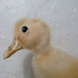 Taxidermy duckling