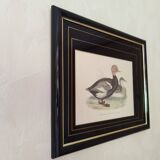 Gravure canard siffleur à tête rouge
