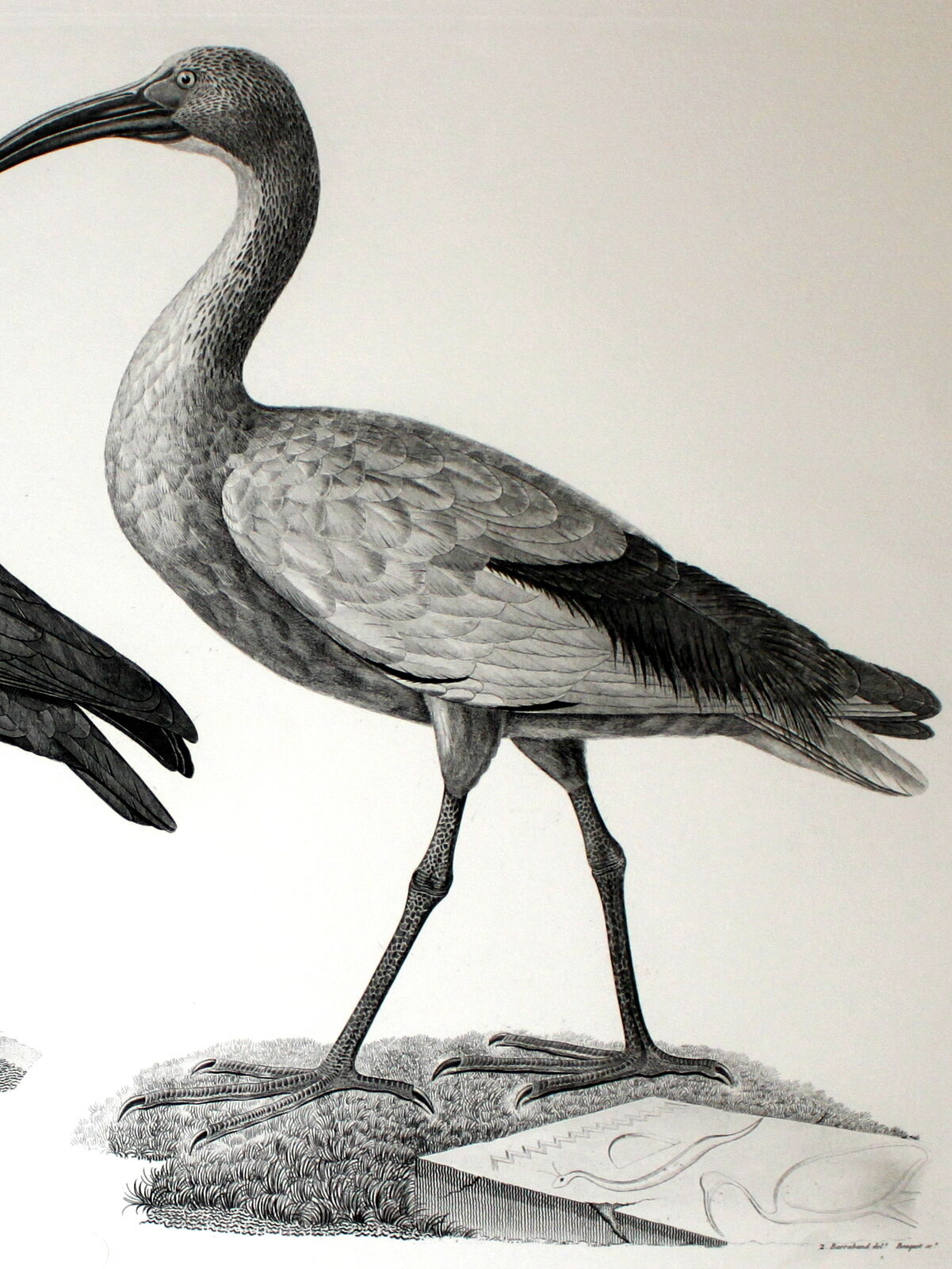 Engraving birds - chalcography of the louvre original. de redouté - ibis sacré and ibis noir