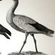 Engraving birds - chalcography of the louvre original. de redouté - ibis sacré and ibis noir