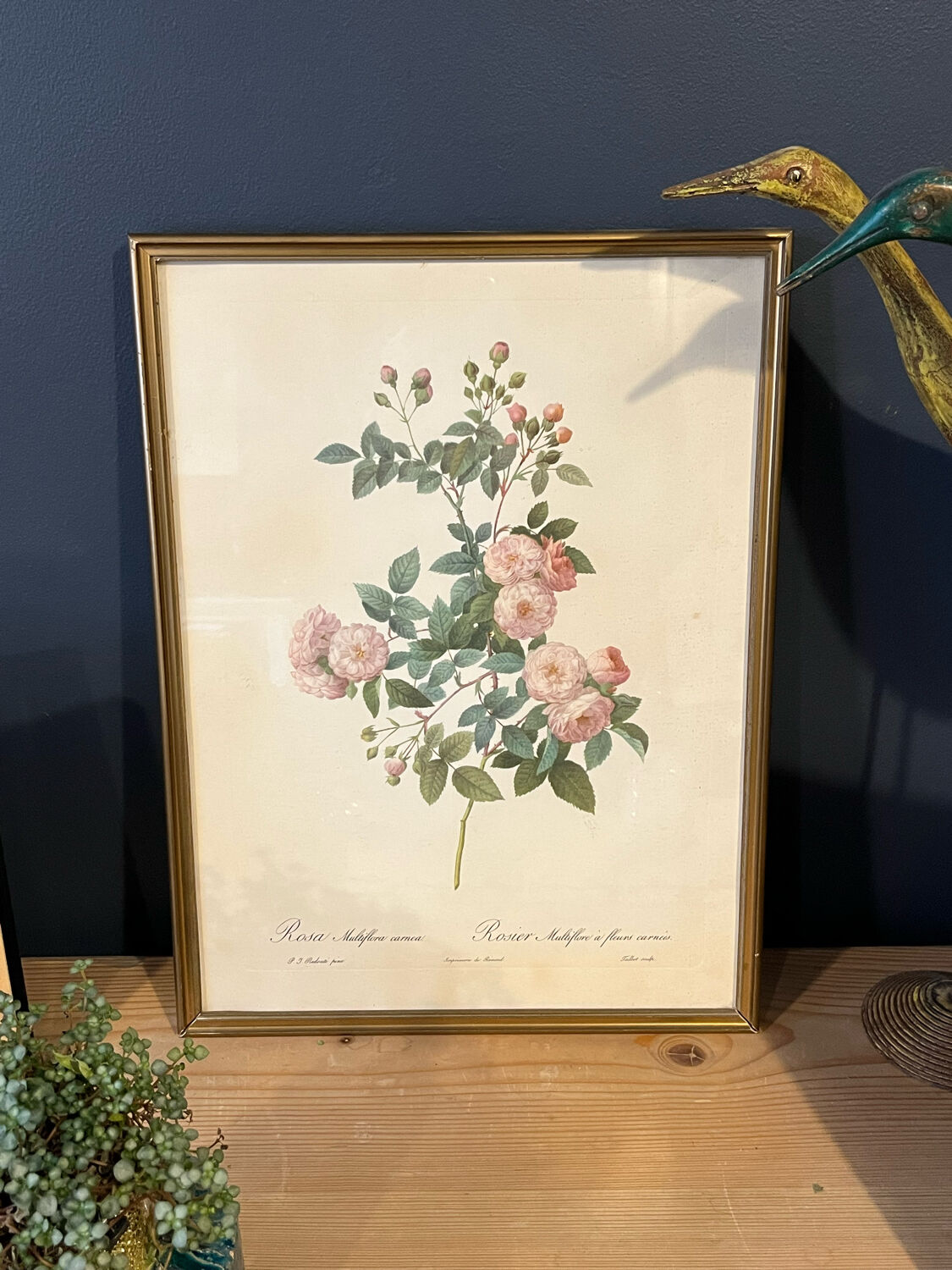Set of 3 engravings of roses - P.J Redouté