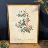 Set of 3 engravings of roses - P.J Redouté