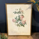 Set of 3 engravings of roses - P.J Redouté