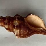 Filifusus shell