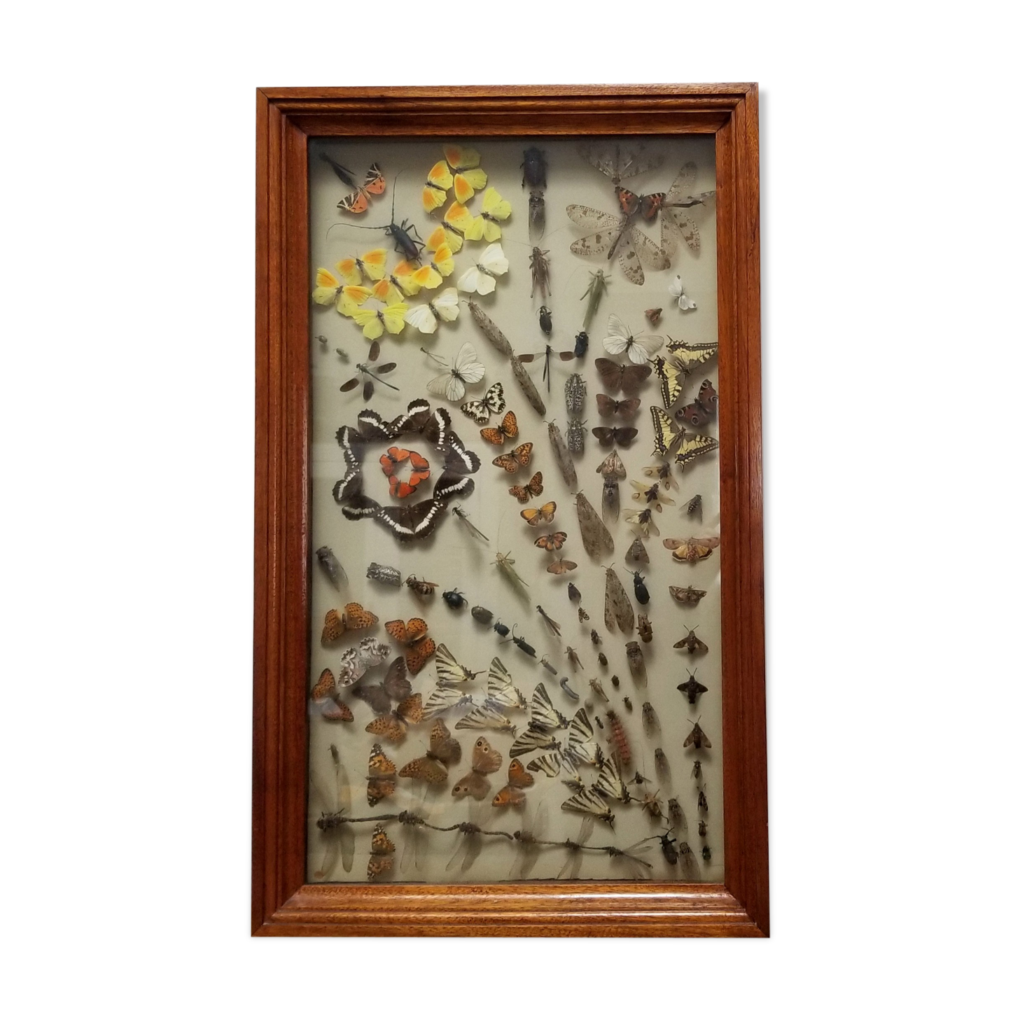 Vintage naturalized insect frame