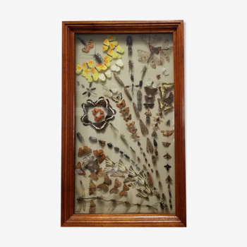 Vintage naturalized insect frame