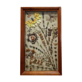 Vintage naturalized insect frame