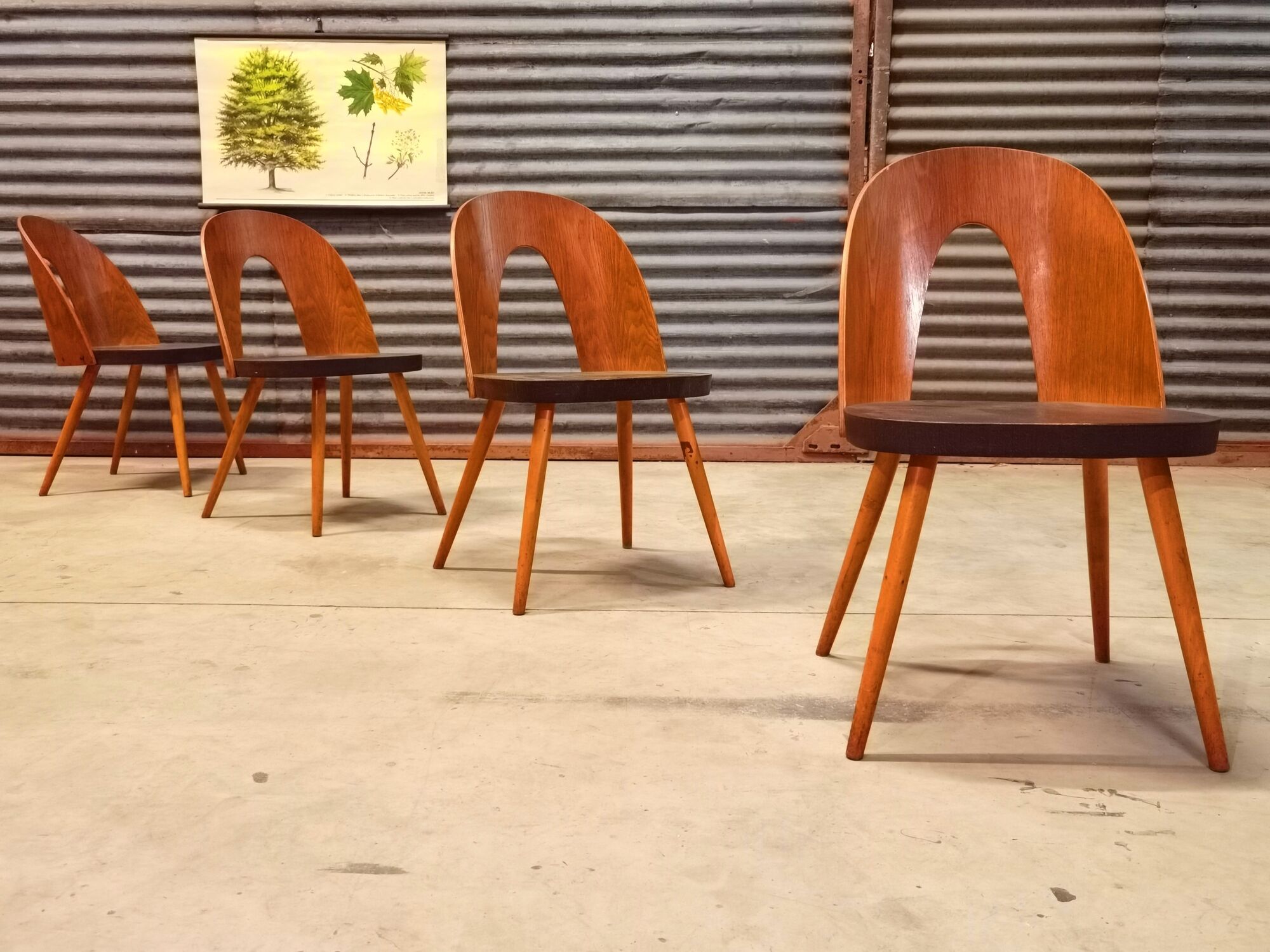 Set of 4 Antonin Suman chairs for Tatra Nabytok 1960