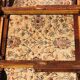 19th expandable empire table 4/6 p