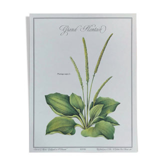 Affiche botanique le Grand plantain