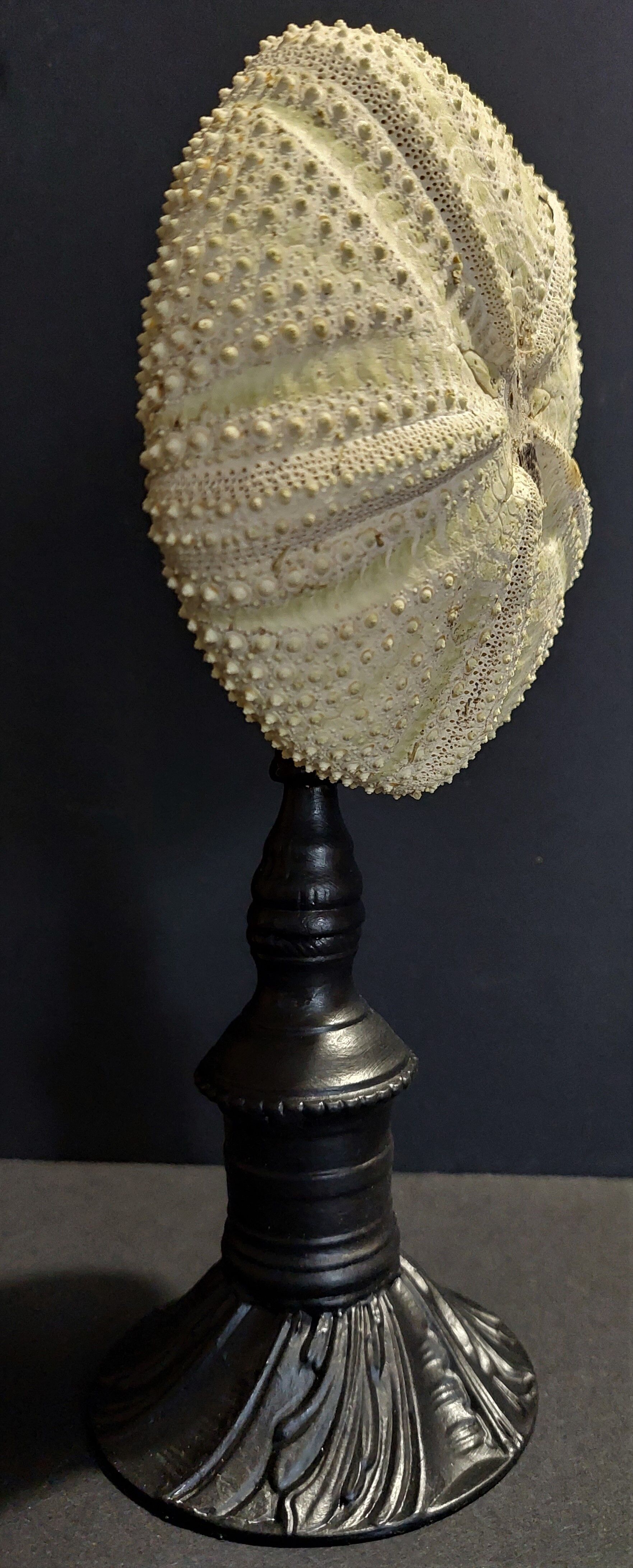 Cabinet of Curiosities sea urchin astropyga radiata on base