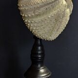 Cabinet of Curiosities sea urchin astropyga radiata on base