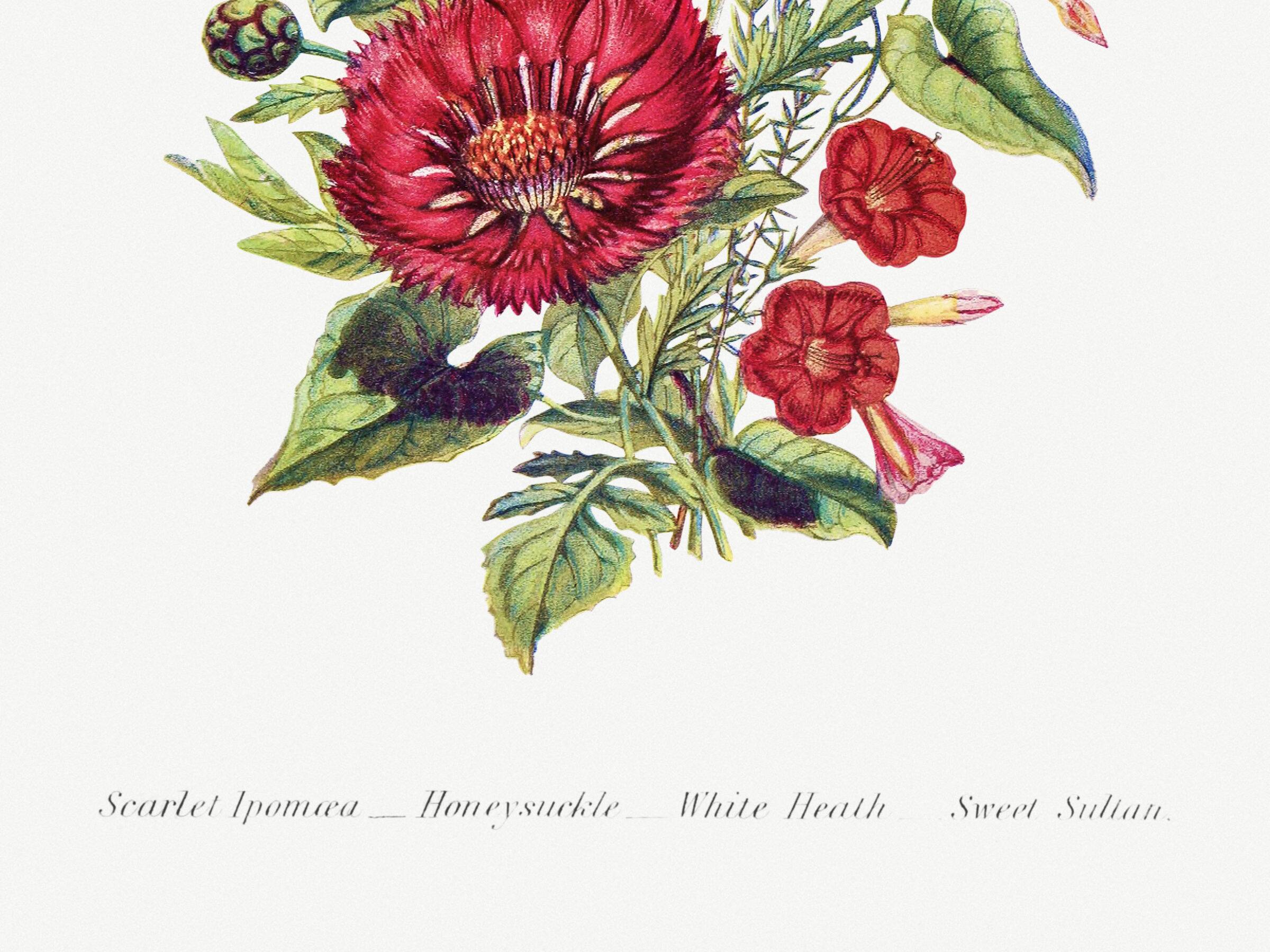 Affiche sur les fleurs de chèvrefeuille, ipomée écarlate et immortelle
