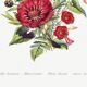 Affiche sur les fleurs de chèvrefeuille, ipomée écarlate et immortelle