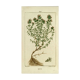 Affiche botanique vintage le thym