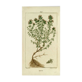 Affiche botanique vintage le thym