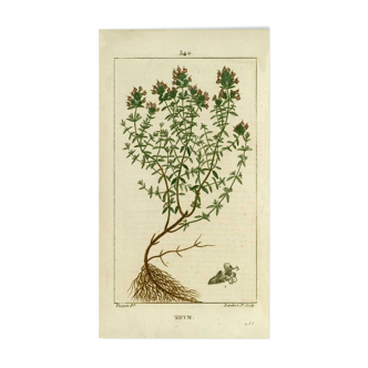 Affiche botanique vintage le thym
