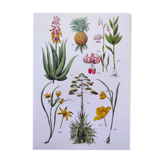 Plant poster based on an 1881 engraving "pineapple"
